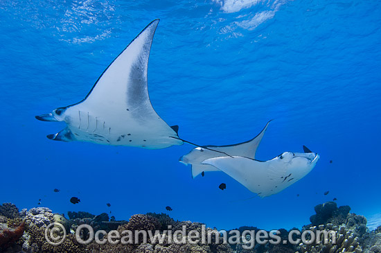 Reef Manta Rays Cocos Island photo