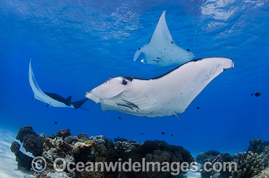 Reef Manta Rays (Manta alfredi). Also known as Devilfish and Devilray. Found throughout the Indo-Pacific in tropical and subtropical waters, but also recorded in the tropical east Atlantic. Photo taken at Cocos (Keeling) Islands, Australia. Photo - Karen Willshaw Reef Manta Rays (Manta alfredi). Also known as Devilfish and Devilray. Found throughout the Indo-Pacific in tropical and subtropical waters, but also recorded in the tropical east Atlantic. Photo taken at Cocos (Keeling) Islands, Australia. Photo - Karen Willshaw