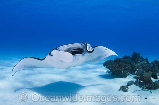 Reef Manta Ray (Manta alfredi). Also known as Devilfish and Devilray. Found throughout the Indo-Pacific in tropical and subtropical waters, but also recorded in the tropical east Atlantic. Photo taken at Cocos (Keeling) Islands, Australia. Photo - Karen Willshaw Reef Manta Ray (Manta alfredi). Also known as Devilfish and Devilray. Found throughout the Indo-Pacific in tropical and subtropical waters, but also recorded in the tropical east Atlantic. Photo taken at Cocos (Keeling) Islands, Australia. Photo - Karen Willshaw