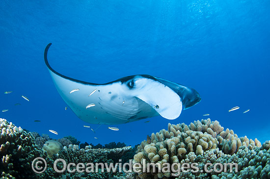 Reef Manta Ray (Manta alfredi). Also known as Devilfish and Devilray. Found throughout the Indo-Pacific in tropical and subtropical waters, but also recorded in the tropical east Atlantic. Photo taken at Cocos (Keeling) Islands, Australia. Photo - Karen Willshaw Reef Manta Ray (Manta alfredi). Also known as Devilfish and Devilray. Found throughout the Indo-Pacific in tropical and subtropical waters, but also recorded in the tropical east Atlantic. Photo taken at Cocos (Keeling) Islands, Australia. Photo - Karen Willshaw