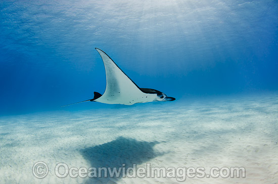 Reef Manta Ray (Manta alfredi). Also known as Devilfish and Devilray. Found throughout the Indo-Pacific in tropical and subtropical waters, but also recorded in the tropical east Atlantic. Photo taken at Cocos (Keeling) Islands, Australia. Photo - Karen Willshaw Reef Manta Ray (Manta alfredi). Also known as Devilfish and Devilray. Found throughout the Indo-Pacific in tropical and subtropical waters, but also recorded in the tropical east Atlantic. Photo taken at Cocos (Keeling) Islands, Australia. Photo - Karen Willshaw