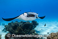 Reef Manta Ray Cocos Island Photo - Karen Willshaw