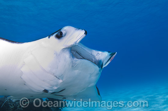 Reef Manta Ray Manta alfredi photo