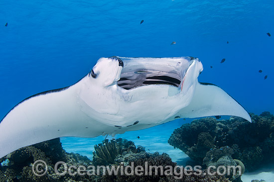 Reef Manta Ray (Manta alfredi). Also known as Devilfish and Devilray. Found throughout the Indo-Pacific in tropical and subtropical waters, but also recorded in the tropical east Atlantic. Photo taken at Cocos (Keeling) Islands, Australia. Photo - Karen Willshaw Reef Manta Ray (Manta alfredi). Also known as Devilfish and Devilray. Found throughout the Indo-Pacific in tropical and subtropical waters, but also recorded in the tropical east Atlantic. Photo taken at Cocos (Keeling) Islands, Australia. Photo - Karen Willshaw