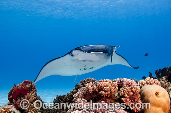 Reef Manta Ray (Manta alfredi). Also known as Devilfish and Devilray. Found throughout the Indo-Pacific in tropical and subtropical waters, but also recorded in the tropical east Atlantic. Photo taken at Cocos (Keeling) Islands, Australia. Photo - Karen Willshaw