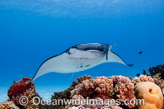 Reef Manta Ray (Manta alfredi). Also known as Devilfish and Devilray. Found throughout the Indo-Pacific in tropical and subtropical waters, but also recorded in the tropical east Atlantic. Photo taken at Cocos (Keeling) Islands, Australia. Photo - Karen Willshaw Reef Manta Ray (Manta alfredi). Also known as Devilfish and Devilray. Found throughout the Indo-Pacific in tropical and subtropical waters, but also recorded in the tropical east Atlantic. Photo taken at Cocos (Keeling) Islands, Australia. Photo - Karen Willshaw