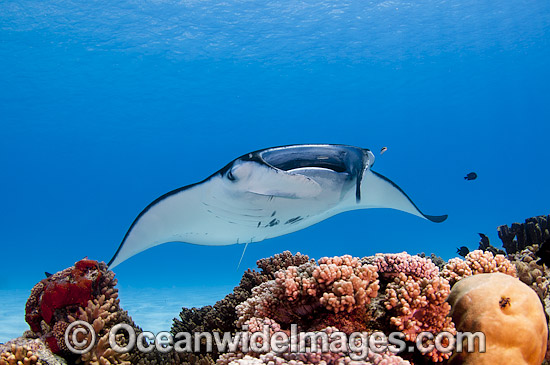 Reef Manta Ray Manta alfredi photo