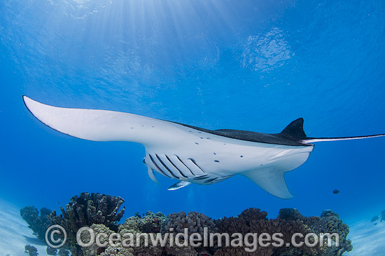 Reef Manta Ray (Manta alfredi). Also known as Devilfish and Devilray. Found throughout the Indo-Pacific in tropical and subtropical waters, but also recorded in the tropical east Atlantic. Photo taken at Cocos (Keeling) Islands, Australia. Photo - Karen Willshaw Reef Manta Ray (Manta alfredi). Also known as Devilfish and Devilray. Found throughout the Indo-Pacific in tropical and subtropical waters, but also recorded in the tropical east Atlantic. Photo taken at Cocos (Keeling) Islands, Australia. Photo - Karen Willshaw
