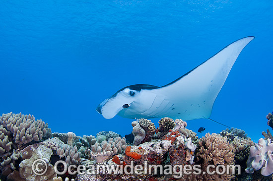 Reef Manta Ray (Manta alfredi). Also known as Devilfish and Devilray. Found throughout the Indo-Pacific in tropical and subtropical waters, but also recorded in the tropical east Atlantic. Photo taken at Cocos (Keeling) Islands, Australia. Photo - Karen Willshaw Reef Manta Ray (Manta alfredi). Also known as Devilfish and Devilray. Found throughout the Indo-Pacific in tropical and subtropical waters, but also recorded in the tropical east Atlantic. Photo taken at Cocos (Keeling) Islands, Australia. Photo - Karen Willshaw
