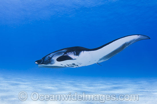 Reef Manta Ray Manta alfredi photo