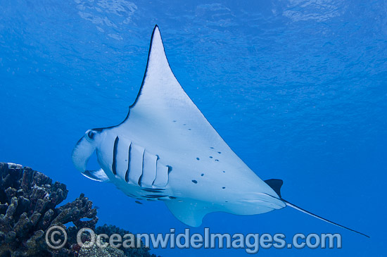 Reef Manta Ray (Manta alfredi). Also known as Devilfish and Devilray. Found throughout the Indo-Pacific in tropical and subtropical waters, but also recorded in the tropical east Atlantic. Photo taken at Cocos (Keeling) Islands, Australia. Photo - Karen Willshaw Reef Manta Ray (Manta alfredi). Also known as Devilfish and Devilray. Found throughout the Indo-Pacific in tropical and subtropical waters, but also recorded in the tropical east Atlantic. Photo taken at Cocos (Keeling) Islands, Australia. Photo - Karen Willshaw