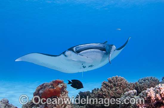 Reef Manta Ray Cocos Island photo