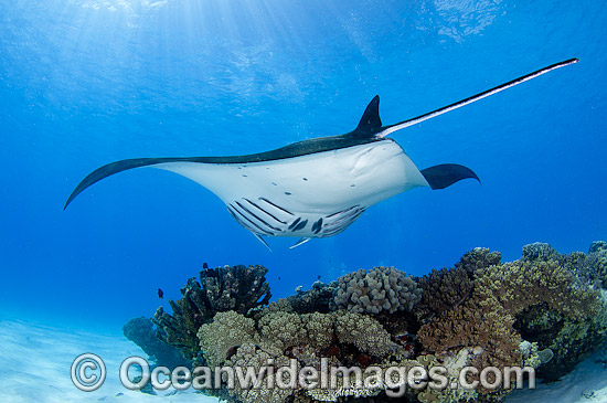 Reef Manta Ray (Manta alfredi). Also known as Devilfish and Devilray. Found throughout the Indo-Pacific in tropical and subtropical waters, but also recorded in the tropical east Atlantic. Photo taken at Cocos (Keeling) Islands, Australia. Photo - Karen Willshaw Reef Manta Ray (Manta alfredi). Also known as Devilfish and Devilray. Found throughout the Indo-Pacific in tropical and subtropical waters, but also recorded in the tropical east Atlantic. Photo taken at Cocos (Keeling) Islands, Australia. Photo - Karen Willshaw
