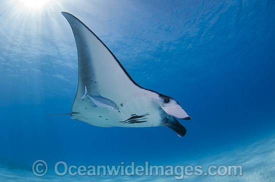 Reef Manta Ray Manta alfredi photo