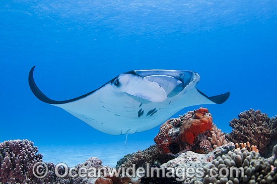 Reef Manta Ray (Manta alfredi). Also known as Devilfish and Devilray. Found throughout the Indo-Pacific in tropical and subtropical waters, but also recorded in the tropical east Atlantic. Photo taken at Cocos (Keeling) Islands, Australia. Photo - Karen Willshaw Reef Manta Ray (Manta alfredi). Also known as Devilfish and Devilray. Found throughout the Indo-Pacific in tropical and subtropical waters, but also recorded in the tropical east Atlantic. Photo taken at Cocos (Keeling) Islands, Australia. Photo - Karen Willshaw