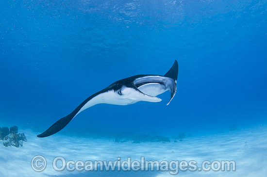 Reef Manta Ray (Manta alfredi). Also known as Devilfish and Devilray. Found throughout the Indo-Pacific in tropical and subtropical waters, but also recorded in the tropical east Atlantic. Photo taken at Cocos (Keeling) Islands, Australia. Photo - Karen Willshaw Reef Manta Ray (Manta alfredi). Also known as Devilfish and Devilray. Found throughout the Indo-Pacific in tropical and subtropical waters, but also recorded in the tropical east Atlantic. Photo taken at Cocos (Keeling) Islands, Australia. Photo - Karen Willshaw