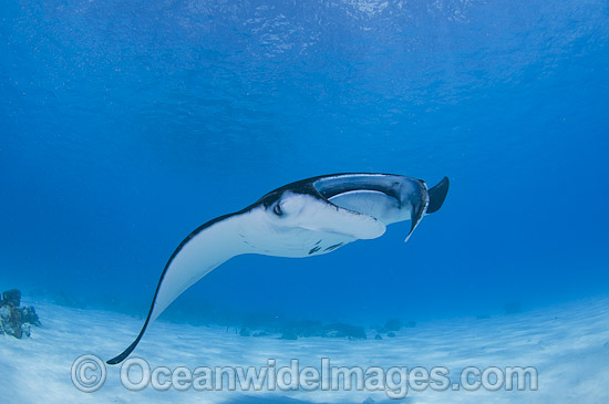Reef Manta Ray (Manta alfredi). Also known as Devilfish and Devilray. Found throughout the Indo-Pacific in tropical and subtropical waters, but also recorded in the tropical east Atlantic. Photo taken at Cocos (Keeling) Islands, Australia. Photo - Karen Willshaw Reef Manta Ray (Manta alfredi). Also known as Devilfish and Devilray. Found throughout the Indo-Pacific in tropical and subtropical waters, but also recorded in the tropical east Atlantic. Photo taken at Cocos (Keeling) Islands, Australia. Photo - Karen Willshaw