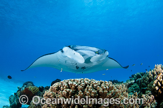 Reef Manta Ray (Manta alfredi). Also known as Devilfish and Devilray. Found throughout the Indo-Pacific in tropical and subtropical waters, but also recorded in the tropical east Atlantic. Photo taken at Cocos (Keeling) Islands, Australia. Photo - Karen Willshaw Reef Manta Ray (Manta alfredi). Also known as Devilfish and Devilray. Found throughout the Indo-Pacific in tropical and subtropical waters, but also recorded in the tropical east Atlantic. Photo taken at Cocos (Keeling) Islands, Australia. Photo - Karen Willshaw