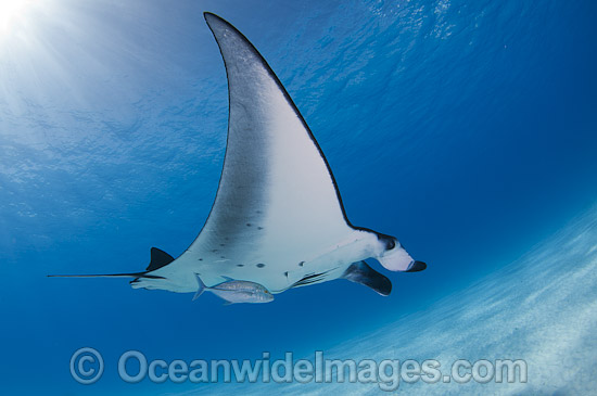 Reef Manta Ray (Manta alfredi). Also known as Devilfish and Devilray. Found throughout the Indo-Pacific in tropical and subtropical waters, but also recorded in the tropical east Atlantic. Photo taken at Cocos (Keeling) Islands, Australia. Photo - Karen Willshaw Reef Manta Ray (Manta alfredi). Also known as Devilfish and Devilray. Found throughout the Indo-Pacific in tropical and subtropical waters, but also recorded in the tropical east Atlantic. Photo taken at Cocos (Keeling) Islands, Australia. Photo - Karen Willshaw