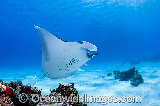 Reef Manta Ray (Manta alfredi). Also known as Devilfish and Devilray. Found throughout the Indo-Pacific in tropical and subtropical waters, but also recorded in the tropical east Atlantic. Photo taken at Cocos (Keeling) Islands, Australia. Photo - Karen Willshaw
