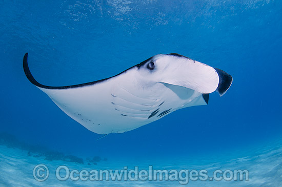 Reef Manta Ray (Manta alfredi). Also known as Devilfish and Devilray. Found throughout the Indo-Pacific in tropical and subtropical waters, but also recorded in the tropical east Atlantic. Photo taken at Cocos (Keeling) Islands, Australia. Photo - Karen Willshaw Reef Manta Ray (Manta alfredi). Also known as Devilfish and Devilray. Found throughout the Indo-Pacific in tropical and subtropical waters, but also recorded in the tropical east Atlantic. Photo taken at Cocos (Keeling) Islands, Australia. Photo - Karen Willshaw