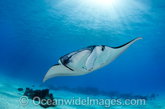 Reef Manta Ray Manta alfredi photo