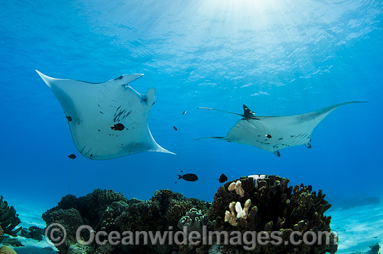 Reef Manta Rays (Manta alfredi). Also known as Devilfish and Devilray. Found throughout the Indo-Pacific in tropical and subtropical waters, but also recorded in the tropical east Atlantic. Photo taken at Cocos (Keeling) Islands, Australia. Photo - Karen Willshaw