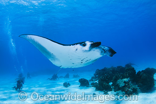 Reef Manta Rays and Divers photo