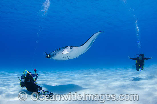 Reef Manta Ray and Diver photo Reef Manta Ray and Diver photo