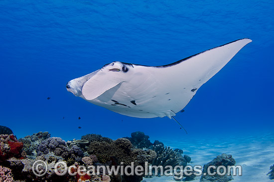 Reef Manta Ray Cocos Island photo