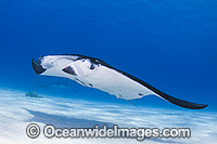 Reef Manta Ray Cocos Island Photo - Karen Willshaw