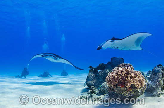 Reef Manta Rays and Scuba Divers photo
