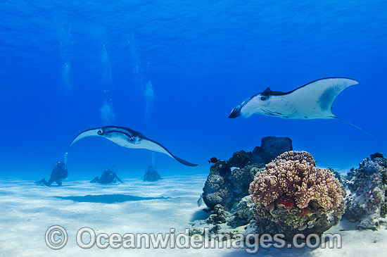 Reef Manta Rays and Scuba Divers photo Reef Manta Rays and Scuba Divers photo