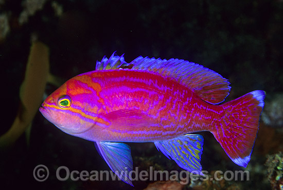Twin-spot Basslet photo Twin-spot Basslet photo