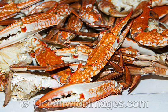 Crab Seafood dish. Restaurant in Australia Photo - Gary Bell Crab Seafood dish. Restaurant in Australia Photo - Gary Bell