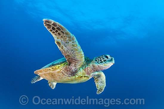 Green Sea Turtle (Chelonia mydas). Found in tropical and warm temperate seas worldwide. Photo taken at Heron Island, Great Barrier Reef, Queensland, Australia. Listed as Endangered Species on the IUCN Red List. Photo - Gary Bell