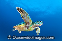 Green Turtle Heron Island Photo - Gary Bell