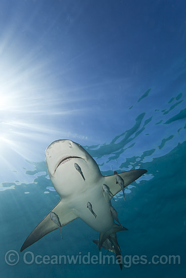 Lemon Shark with Remoras photo