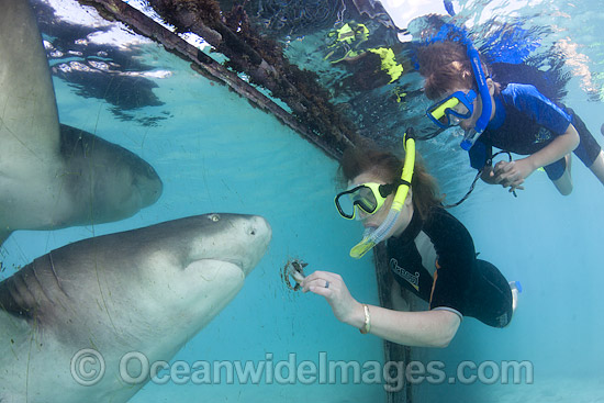 A woman and her son hand feed a Lemon Shark (Negaprion brevirostris), through a hole in plexiglass at the Sea Aquarium on the island of Curacao in the Caribbean. Photo - David Fleetham