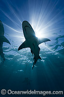 Lemon Shark at Bahamas Photo - David Fleetham