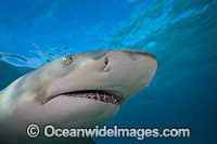 Lemon Shark Photo - David Fleetham