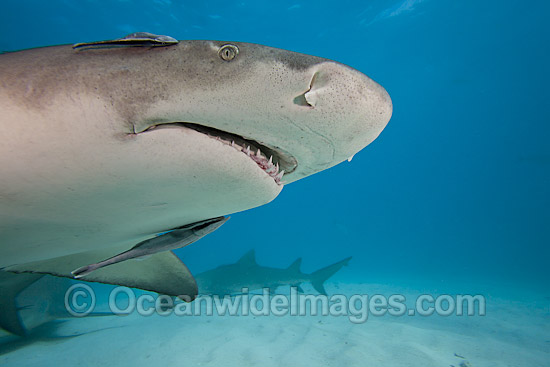 Lemon Shark with Remoras photo Lemon Shark with Remoras photo