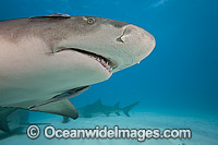 Lemon Shark with Remoras Photo - David Fleetham