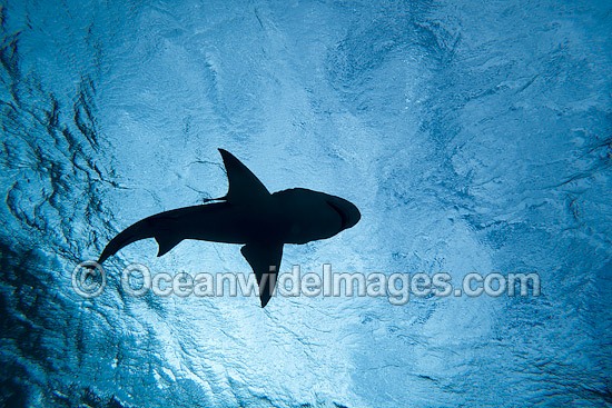 Lemon Shark at Bahamas photo