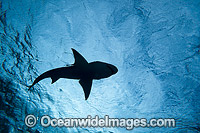 Lemon Shark at Bahamas Photo - David Fleetham