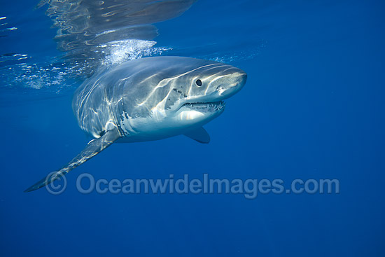 Underwater Great White Shark photo