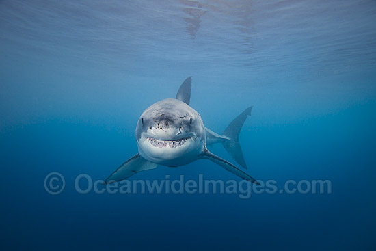 Underwater Great White Shark photo