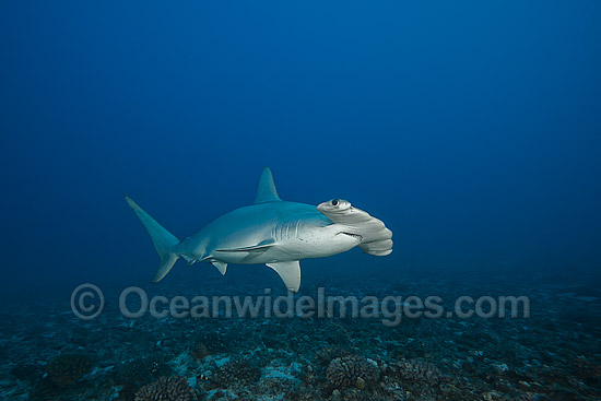 Scalloped Hammerhead Shark photo