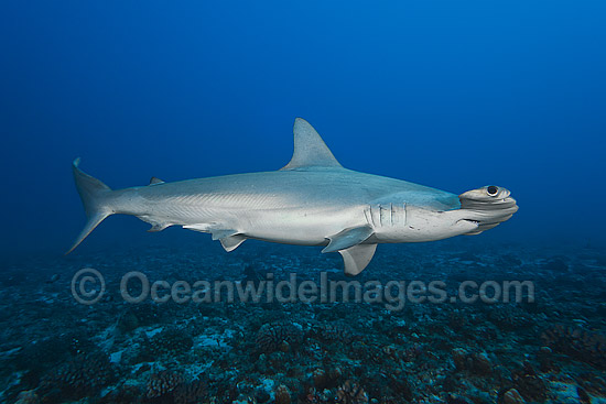 Scalloped Hammerhead Shark photo