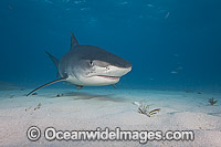 Tiger Shark in Bahamas Photo - David Fleetham